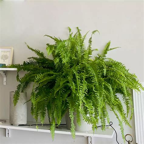 Boston fern Plant ( Nephrolepis exaltata ) buy online at Nursery Nisarga
