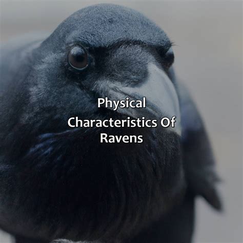 What Color Is Raven - colorscombo.com