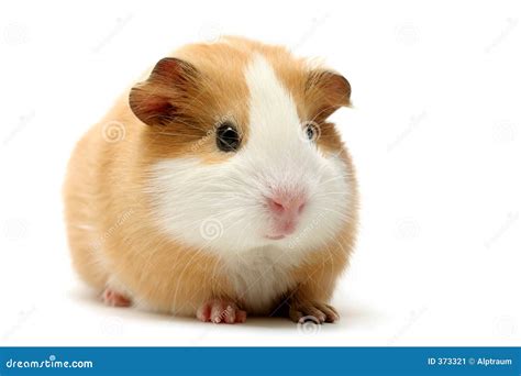 Guinea pig over white stock image. Image of details, rodent - 373321