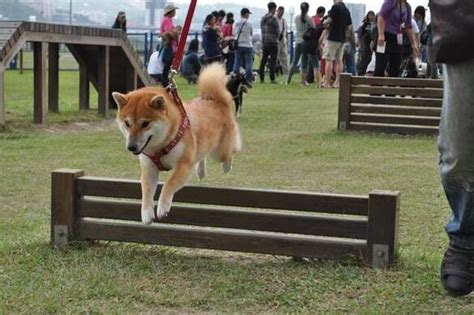 狗GO乐园-上海世博文化公园-可以望江、赏湖、爬“山”的城市中央公园