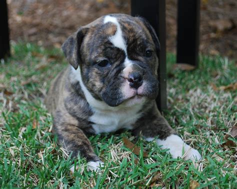 Brindle Olde English Bulldogge Puppies For Sale