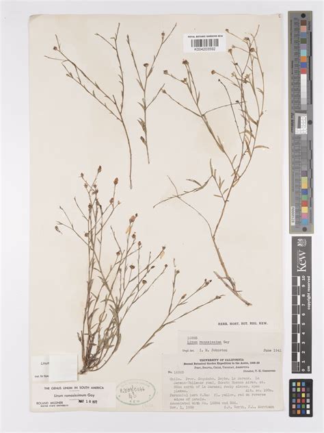 Linum ramosissimum Gay | Plants of the World Online | Kew Science