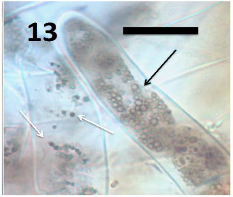 Rhizophagy Cycle: An Oxidative Process in Plants for Nutrient ...