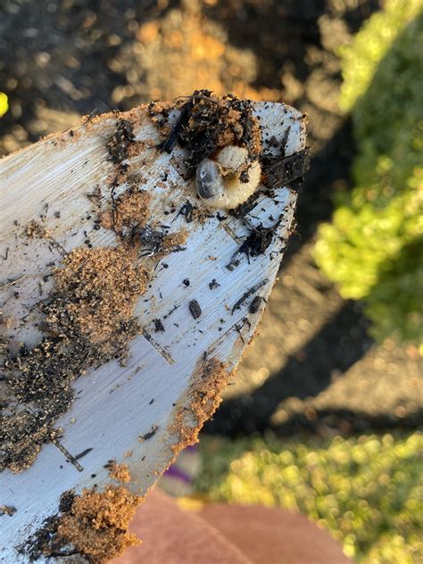 Found in 10 in deep clay soils. It’s a grub, but I don’t know what kind! Found in Texas. : r ...