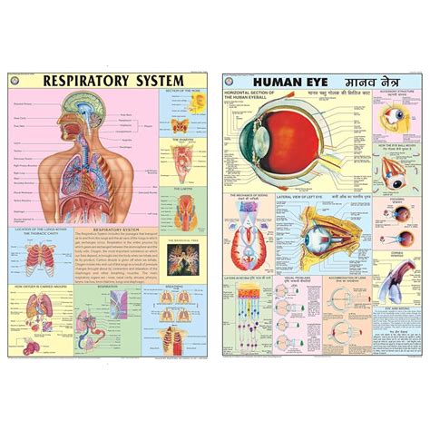 Buy HP09S | TeachingNest | The Respiratory System Chart 70x100 cm ...