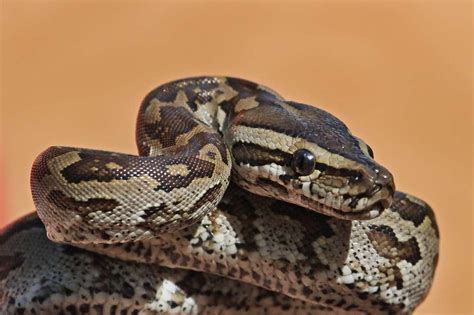 African Python Snakes 的图像结果