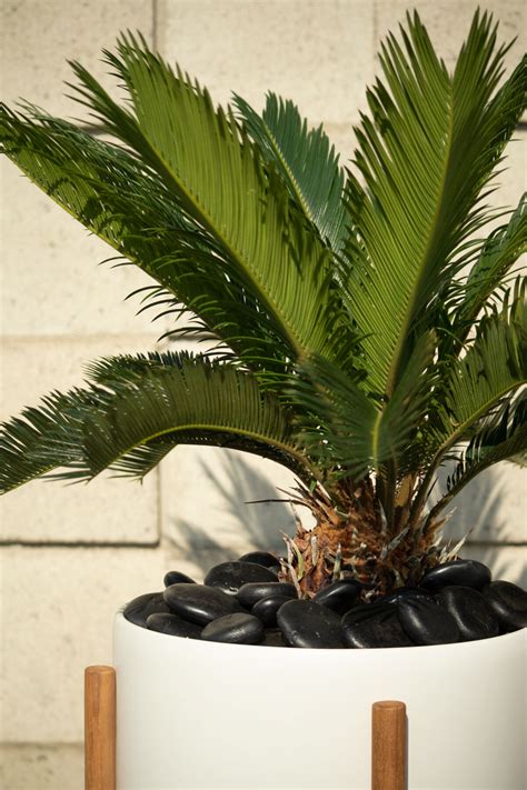 How To Care For A Sago Palm Outdoors at Gladys Burgess blog