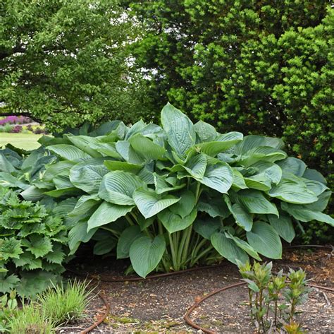 Empress Wu Hosta - Jumbo Green Hosta Plant – NH Hostas