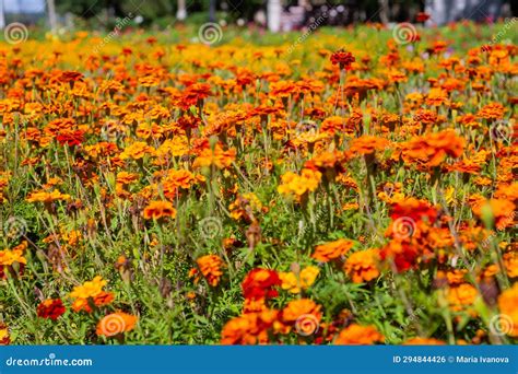 Marigolds are a Genus of Annual and Perennial Plants of the Asteraceae ...