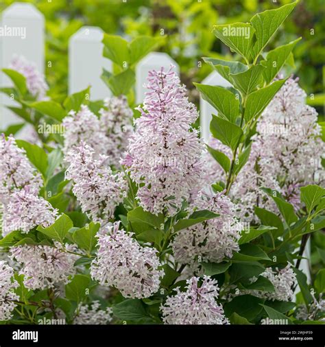 Korean lilac (Syringa patula 'Miss Kim' Stock Photo - Alamy