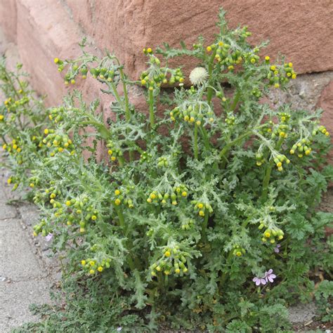 Senecio vulgaris