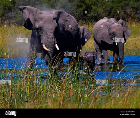 Herbivores animal hi-res stock photography and images - Alamy
