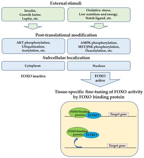 Tissue-Specific Metabolic Regulation of FOXO-Binding Protein: FOXO Does ...