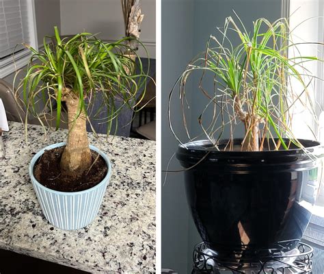 Identifying Ponytail Palm Problems