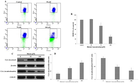 Rhein Induces Cell Death in HepaRG Cells through Cell Cycle Arrest and ...
