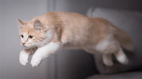 The Science Behind Why Do Cats Zoom And Get The Zoomies