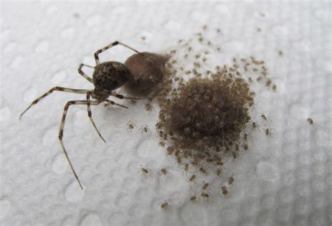 What Is A Spider Egg Sac at David Desantis blog