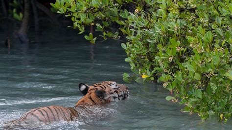Climate change threatens to wipe out Sundarban’s Bengal tiger. But ...