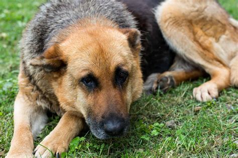 Is Your German Shepherd Sick