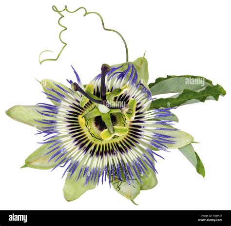 Passiflora caerulea, Blue Passion Flower Stock Photo - Alamy