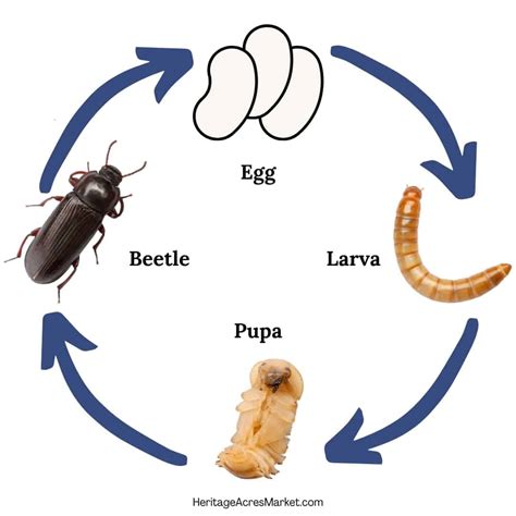 Life Cycle Of Mealworms at Bonnie Krista blog