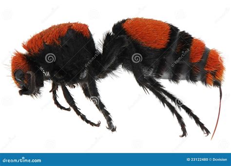 Red Velvet Ant stock photo. Image of isolated, dasymutilla - 23122480
