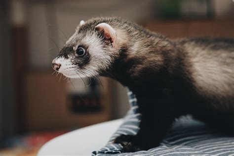 Ferret vs Python 的图像结果