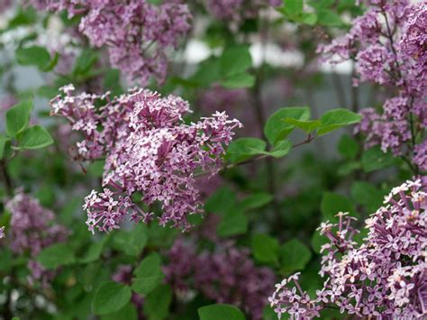 Dwarf Korean Lilac Ornamental Tree
