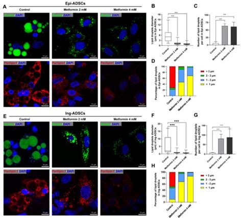 Metformin Inhibits Lipid Droplets Fusion and Growth via Reduction in ...
