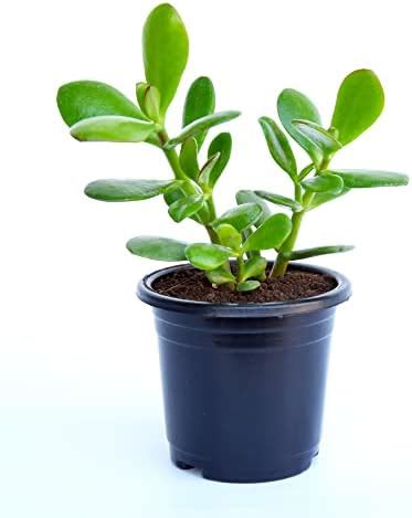 India Gardening Original Kuberakshi (Crassula Ovata) Vastu Plant | Jade ...