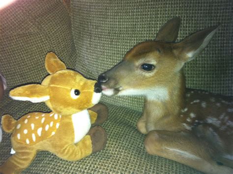Even my pet deer loves her stuffed animal!!!! - species of deer