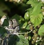 Image result for Bird That Make Nest From Grass