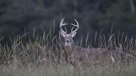 Game and Fish official is optimistic about upcoming deer season | The ...