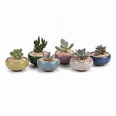 vasi per cactus pots for succulents vasi per cactus pots for succulents