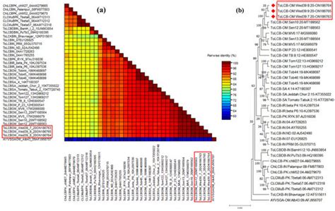 Viruses | Special Issue : Viroids and Satellites and Their Vector ...