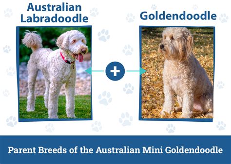 Australian Mini Goldendoodle Dog Breed: Info, Pictures, Care Guide ...