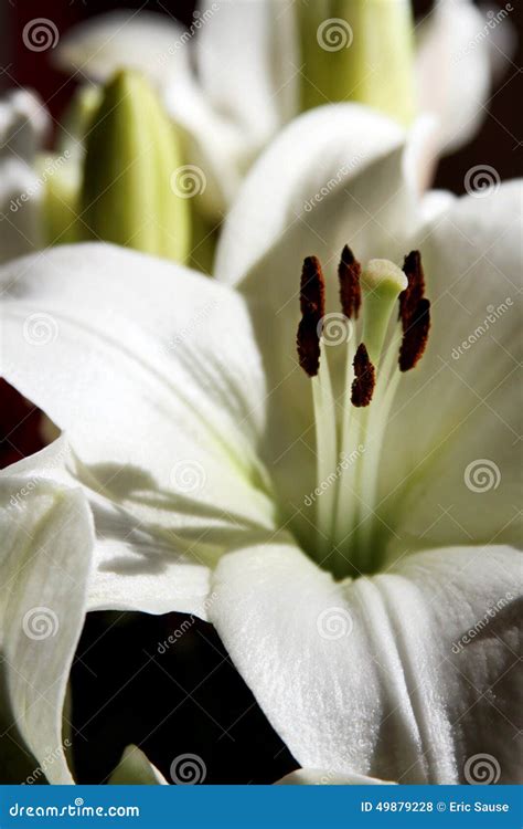 White Stargazer Lily in the Sunlight Stock Photo - Image of style ...