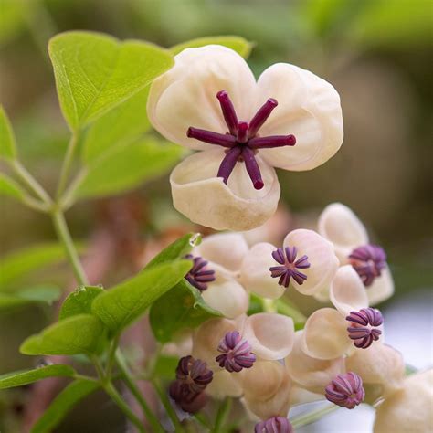 Buy chocolate vine Akebia quinata cream-flowered: Delivery by Waitrose ...