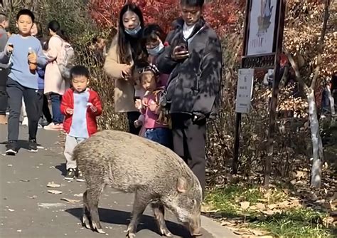 警示不能免责：南京栖霞山景区野猪在游客中穿行 - 知乎
