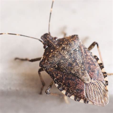 Brown Marmorated Stink Bug | Heat Pest Services Bed Bug Treatment ...