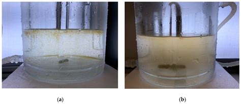 On the Relationship between a Novel Prorocentrum sp. and Colonial ...