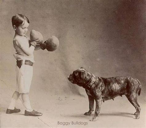 bull baiting bulldog