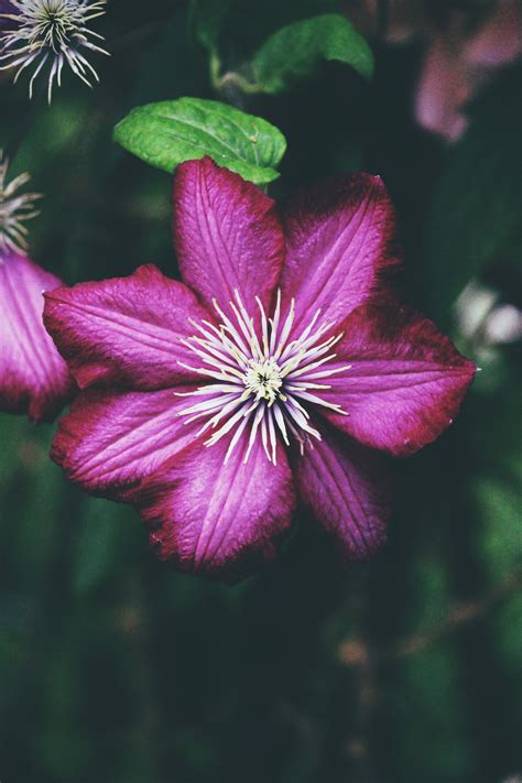 Download wallpaper 2176x3264 clematis, bud, petals hd background
