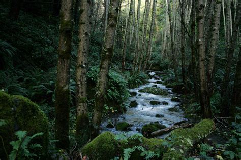 Sinkyone Wilderness State Park - Parks Guidance