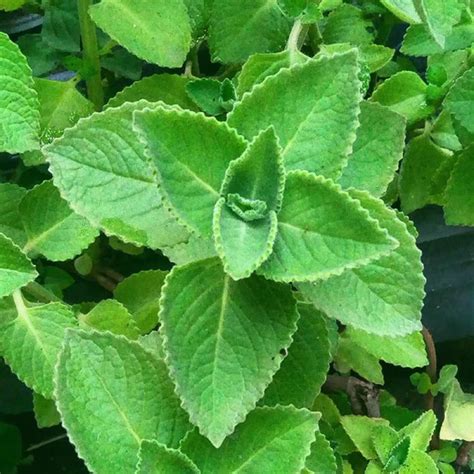 CHUXAY GARDEN 1000 FEV6 Seeds Coleus Amboinicus,Plectranthus Amboinicus ...