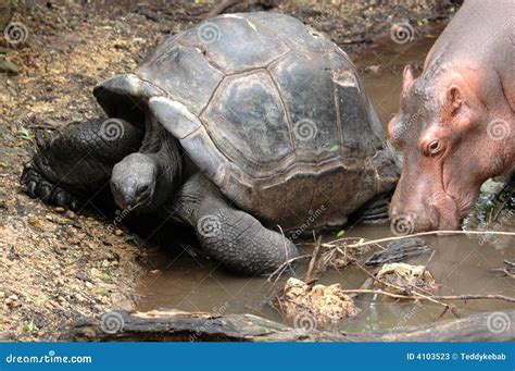 Owen And Mzee Book Cover