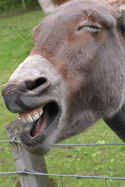 Video Of Dog Getting Shocked And Donkey Laughing at Nick Gossett blog