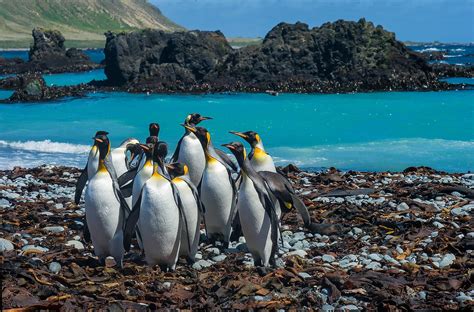 Macquarie Island