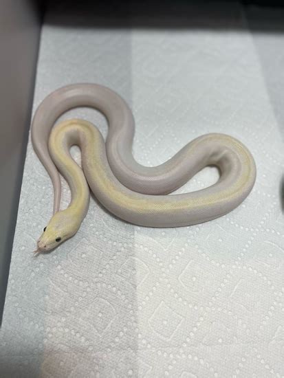 Ivory Burmese Python 的图像结果