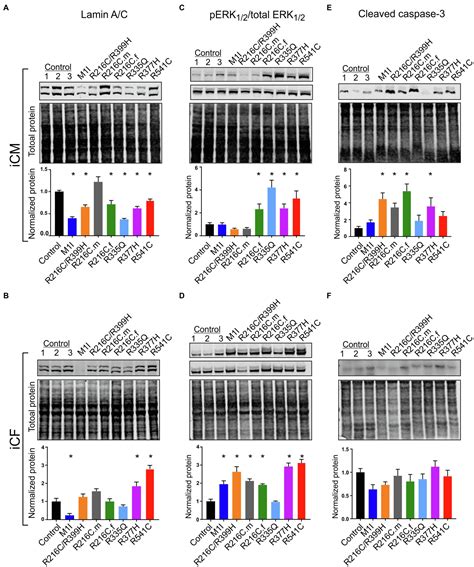 Frontiers | Phenotypic Variability in iPSC-Induced Cardiomyocytes and Cardiac Fibroblasts ...